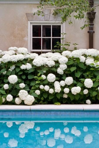 hydrangeas-white-garden-pool