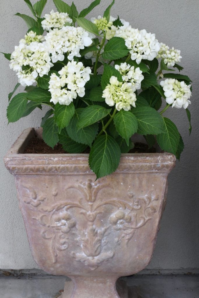 outdoor-space-hydrangeas-pot