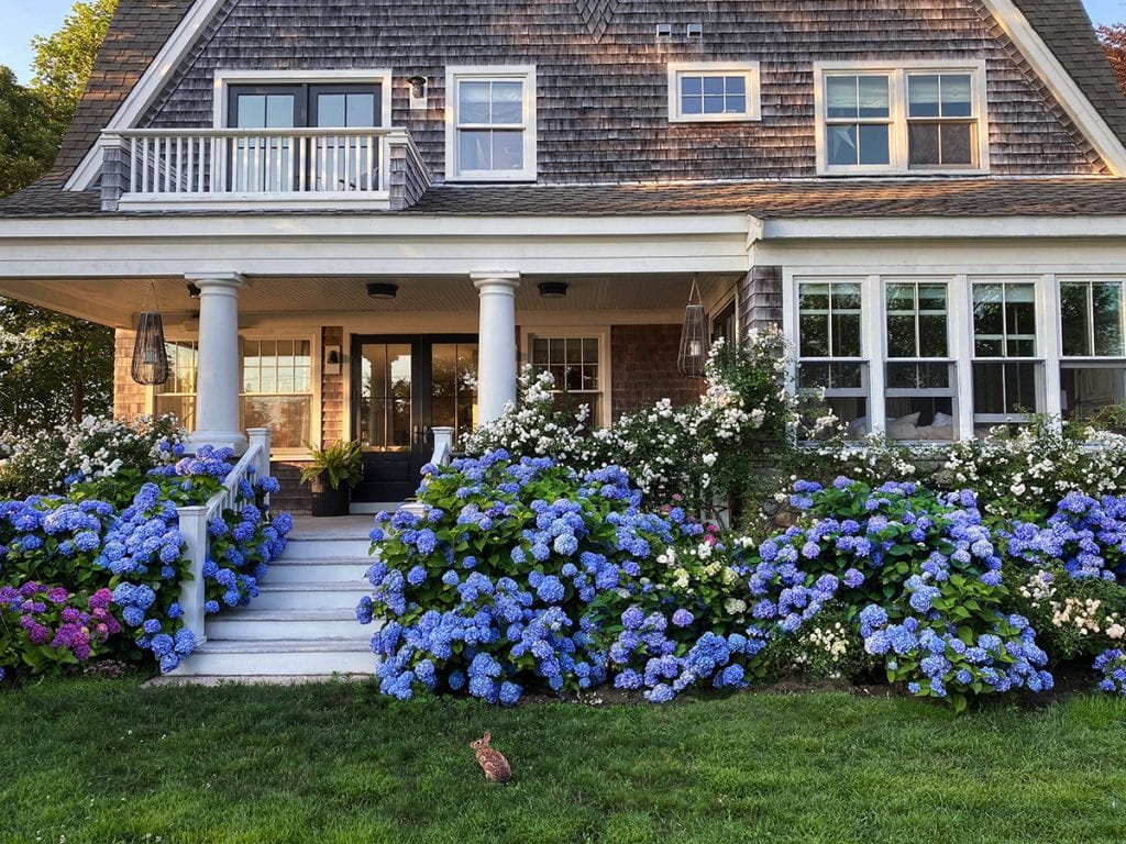 classic Cape Cod style home with hydrangeas and large porch