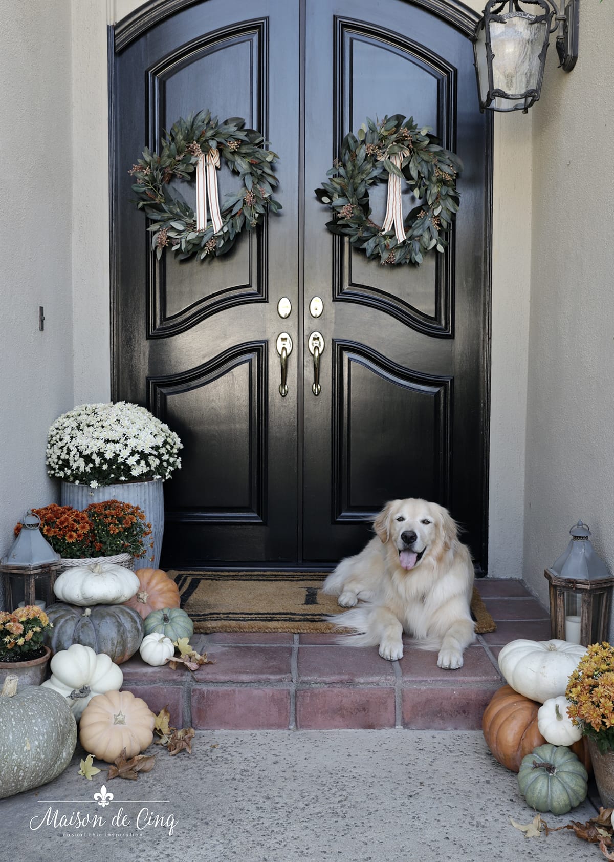 Golden Retriever on gorgeous fall porch with mums, pumpkins and wreaths 